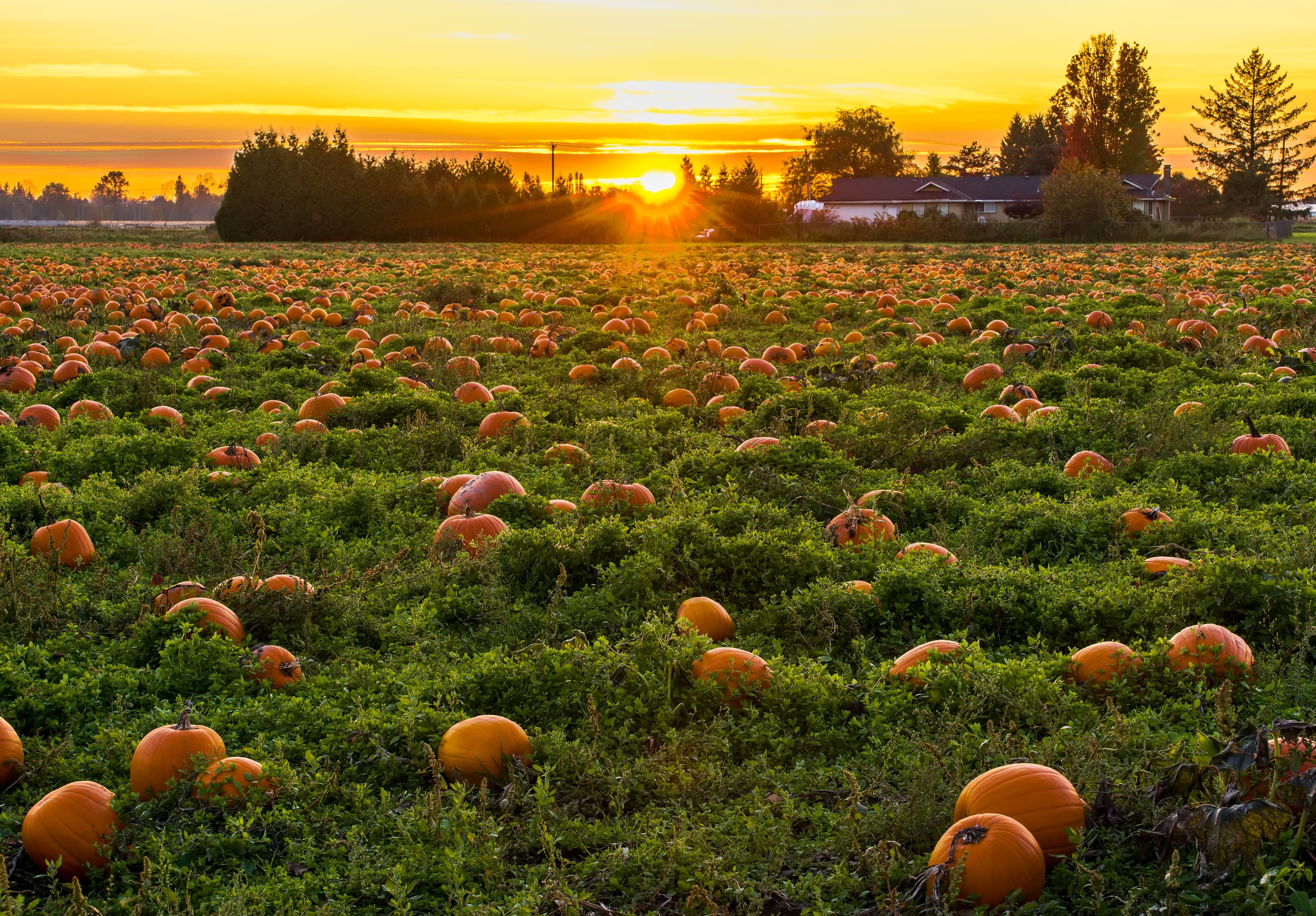 A pumpkin field in Maple Ridge, British Columbia.